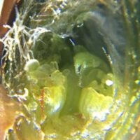 ANALISIS DE YEMA - PARA VARIEDADES DE CEREZOS